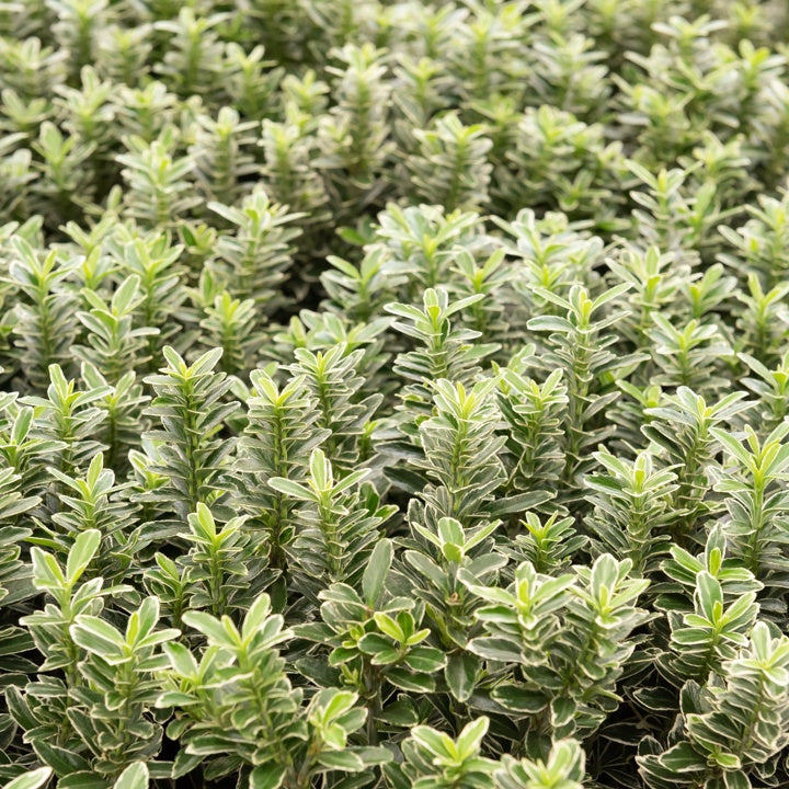 3 Fusains persistants Emerald and Gold - Euonymus japonicus 'microphyllus albovariegatus' - Plantes