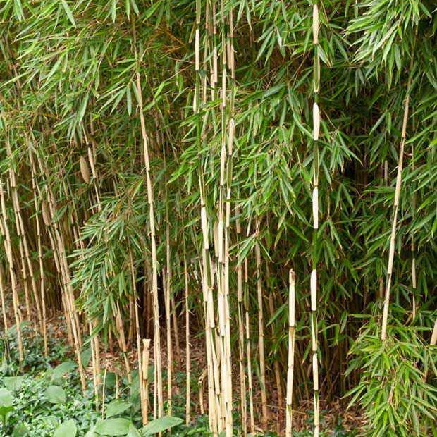 Bambou Fargesia robusta Pingwu non-traçant - Fargesia robusta 'pingwu' - Plantes
