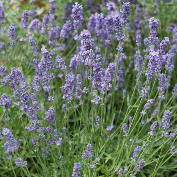 Lavandin Dutch - Lavandula x intermedia 'dutch' - Plantes