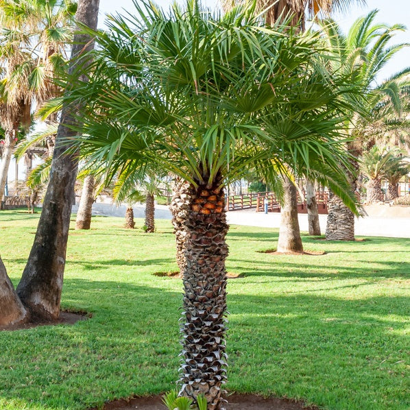 Palmier à jupon - Washingtonia filifera - Plantes
