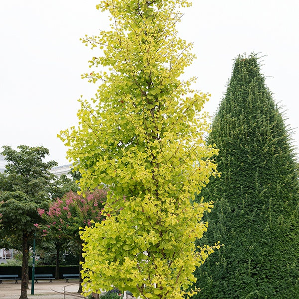 Ginkgo biloba Blagon - Arbre aux 40 écus - Ginkgo biloba blagon - Plantes