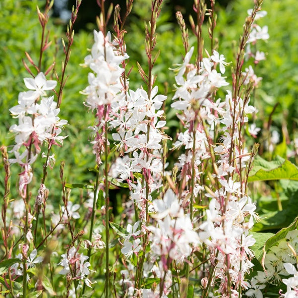 2 Gauras blanc et rose en mélange - Gaura lindheimeri (blanc +siskiyou pink)