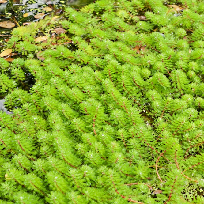 Myriophylle aquatique - Myriophyllum aquaticum - Plantes