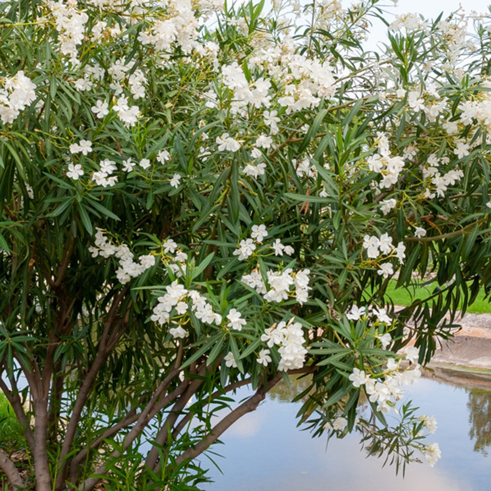 Laurier-rose  à fleurs blanches - Nerium oleander white - Plantes