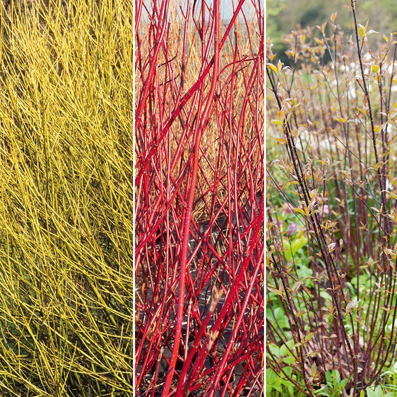 Collection de 3 Cornouillers : jaune, noir, rouge - Cornus sericea flaviramea, alba kesselringii, sibi - Plantes