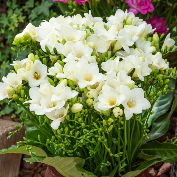 15 Freesia simple blanche - Freesia 'white' - Willemse