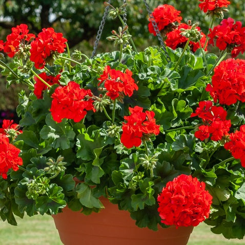 Géranium zonale rouge - Pelargonium zonale - Plantes vivaces