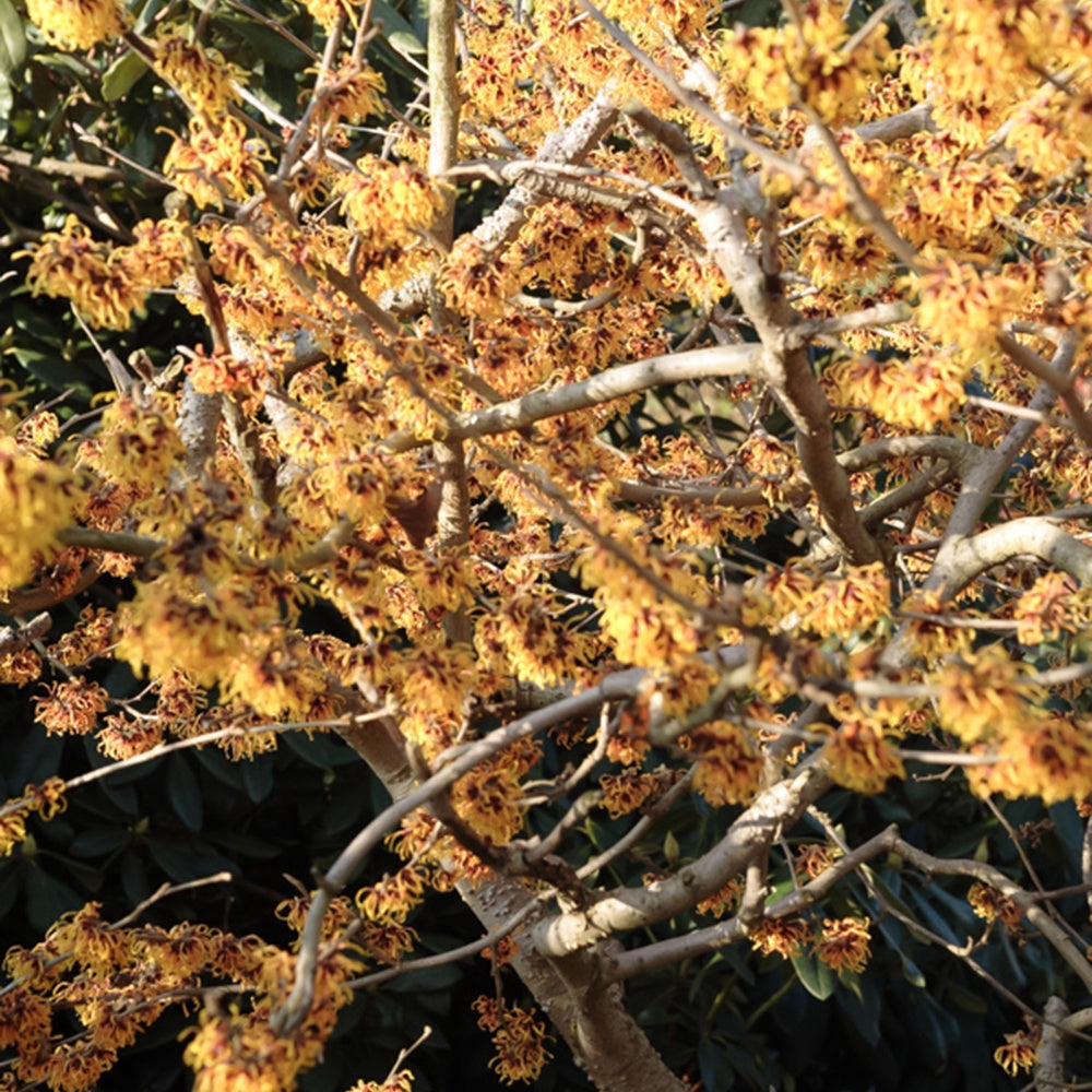 Hamamélis intermedia Orange Beauty - Hamamelis intermedia 'orange beauty' - Plantes