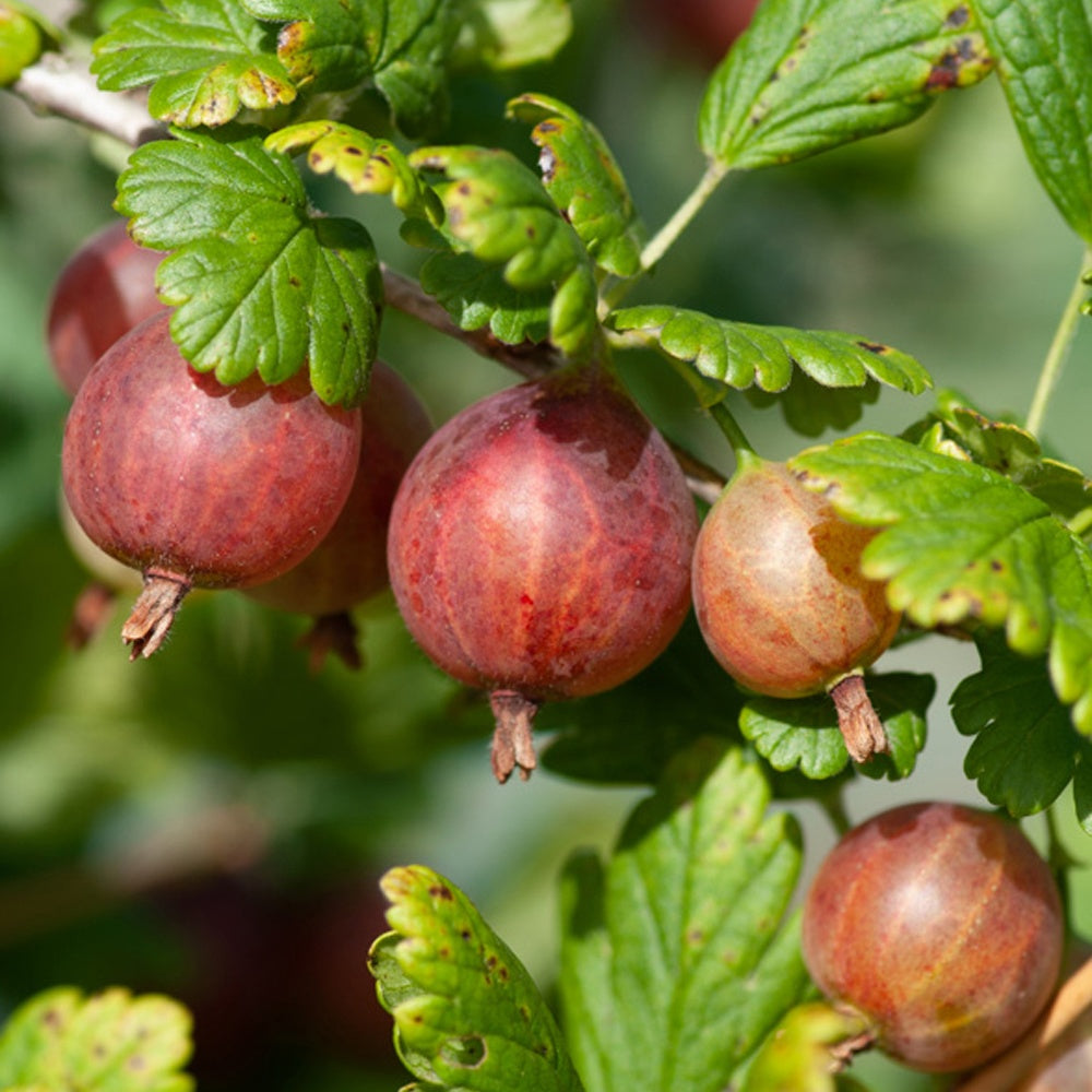 Groseillier à maquereaux Captivator - Ribes uva-crispa 'captivator' - Plantes