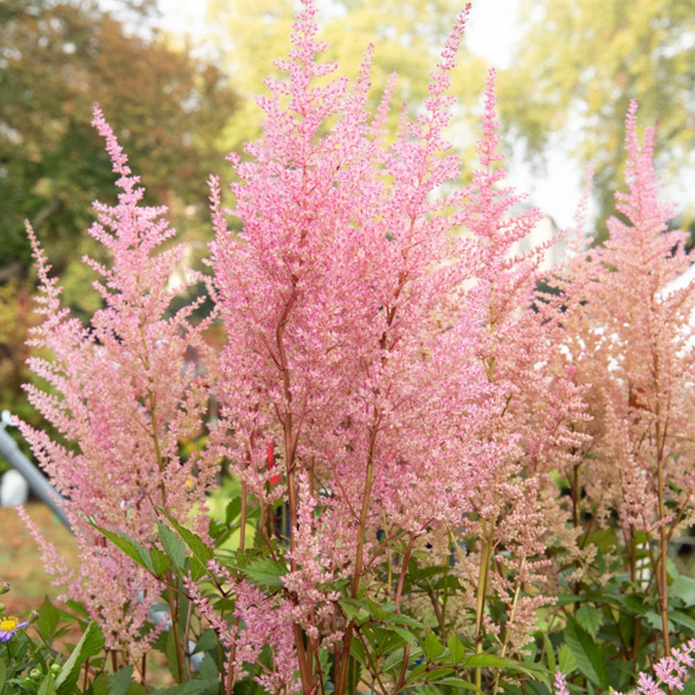 Astilbe arendsii Erika - Astilbe arendsii erika - Plantes