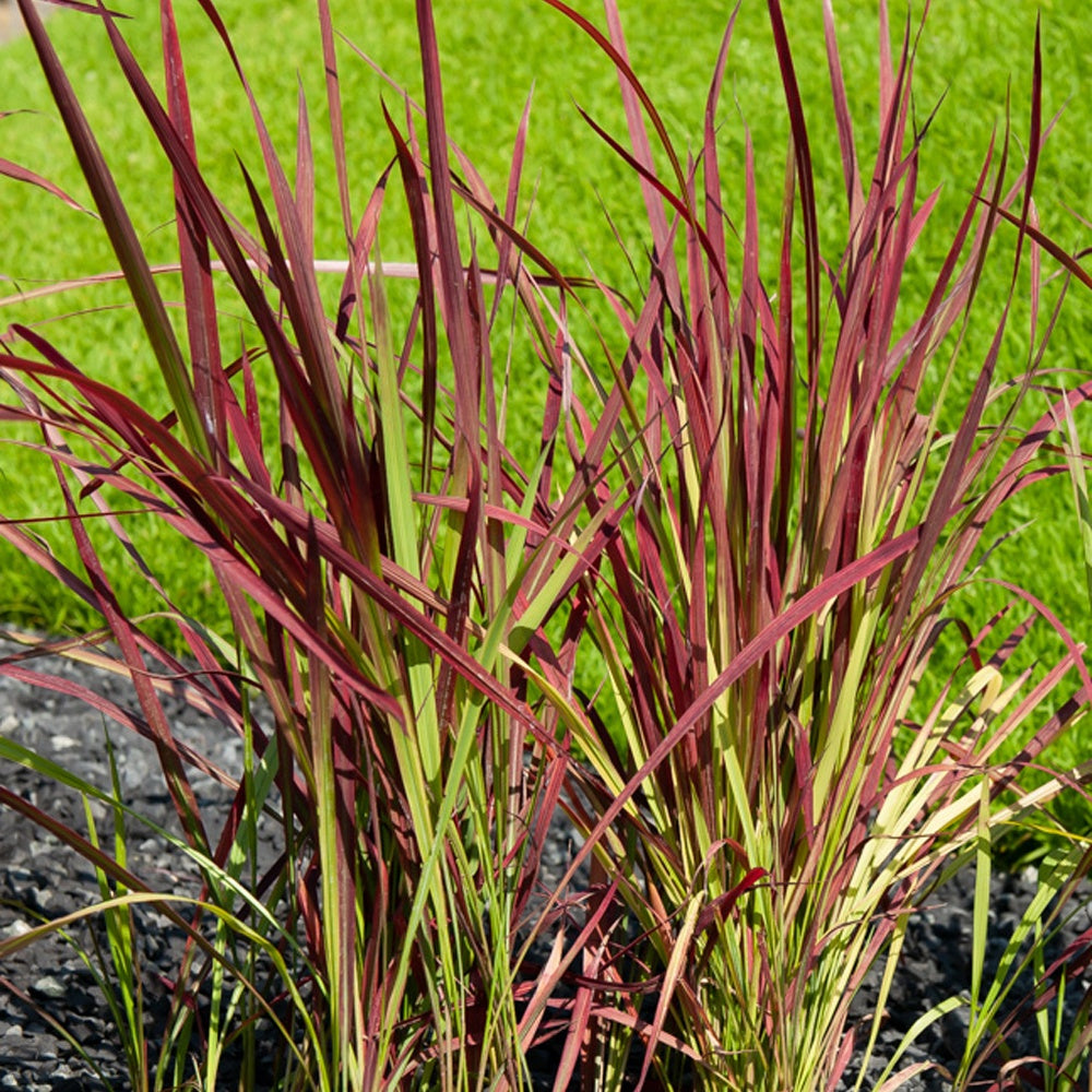 Herbe de sang Red Baron - Imperata cylindrica 'red baron' - Plantes
