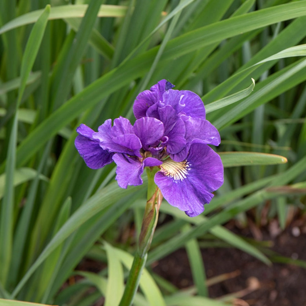 Iris sibirica Kaboom - Iris sibirica kaboom - Plantes