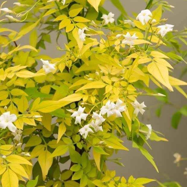 Jasmin officinal Fiona Sunrise - Jasminum officinale 'frojas' fiona sunrise - Plantes