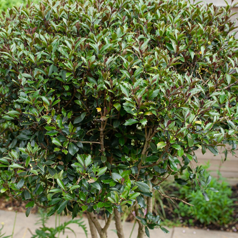Osmanthe à feuilles de houx Purpureus - Osmanthus heterophyllus 'purpureus' - Plantes