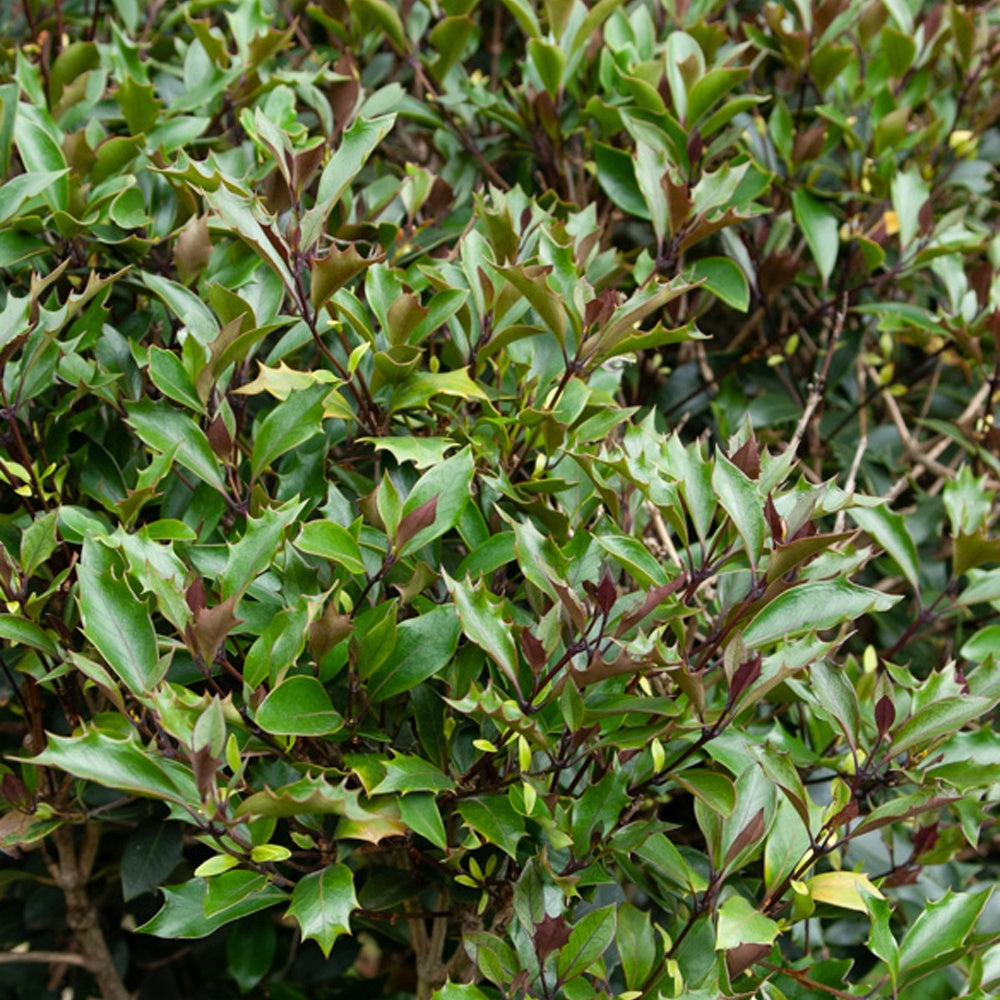 Osmanthe à feuilles de houx Purpureus - Osmanthus heterophyllus 'purpureus' - Arbustes