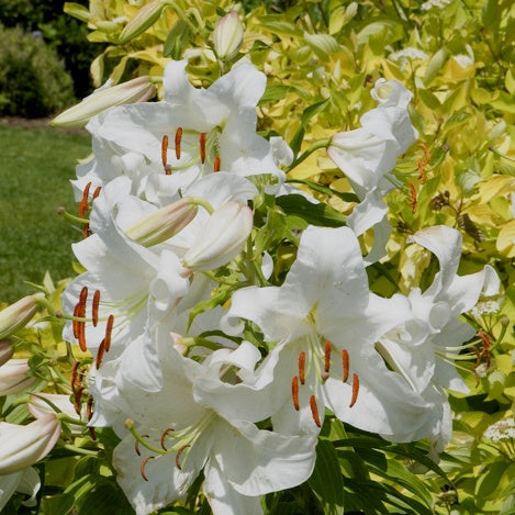 3 Lis orientaux Casa Blanca - Lilium 'casa blanca' - Plantes