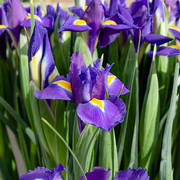 Iris de Hollande Purple Sensation - Iris 'purple sensation' - Plantes
