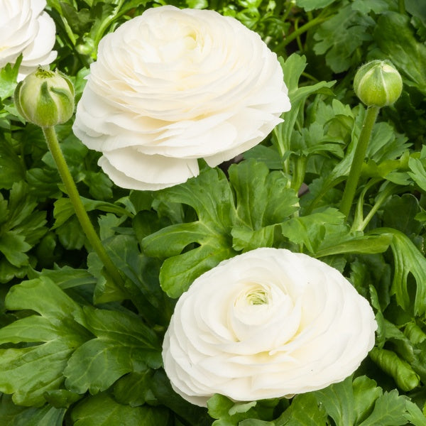 10 Renoncules blanches - Ranunculus white - Plantes