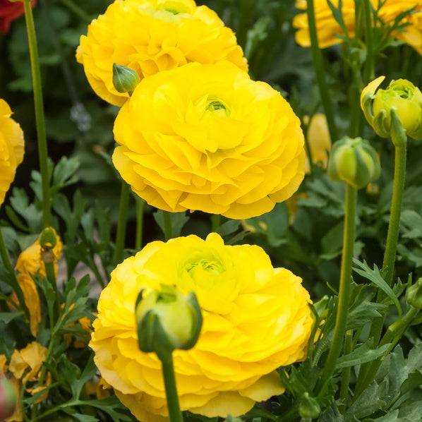 10 Renoncules jaunes - Ranunculus yellow - Plantes