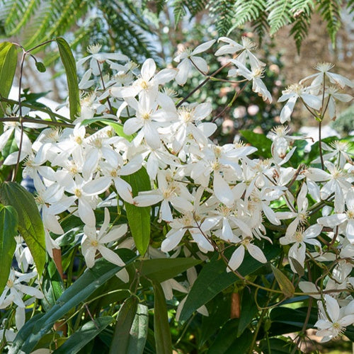 Clématite du Père Armand Snowdrift - Clematis armandii 'snowdrift' - Willemse