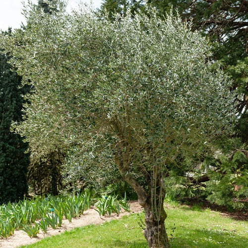 Olivier grand sujet - Olea europaea - Arbres