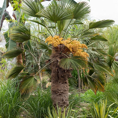 Collection de trois palmiers 'trachycarpus wagnerianus' - Trachycarpus wagnerianus - Plantes