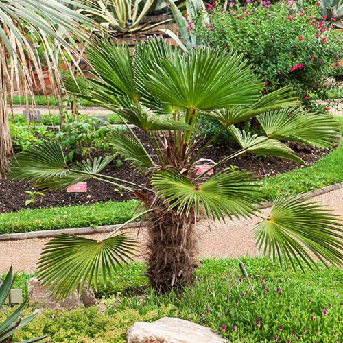 Collection de trois palmiers 'trachycarpus wagnerianus' - Trachycarpus wagnerianus - Arbres