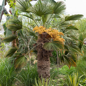 Collection de trois palmiers rustiques pour décor immédiat - Butia capitata / jubaea chilensis / trachycarpus wagnerianus - Palmier