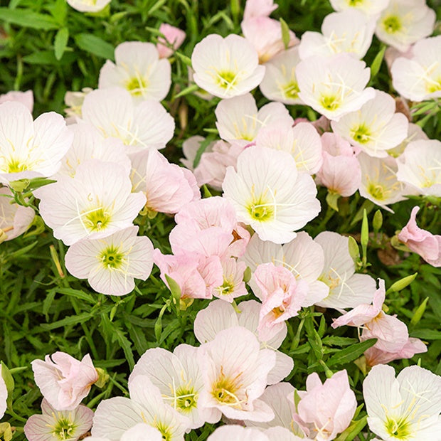 2 Œnothères Siskiyou Pink - Onagres - Oenothera siskiyou pink - Plantes vivaces