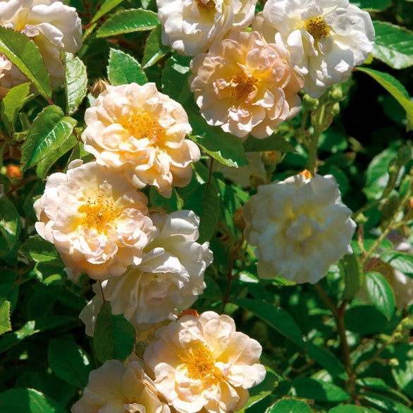 Rosier Ghislaine de Féligonde - Plantes