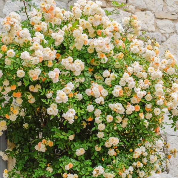 Rosier Ghislaine de Féligonde - Rosiers