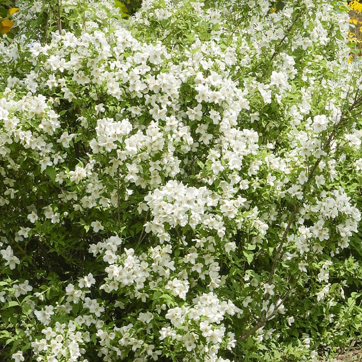 Seringat virginal - Philadelphus - Philadelphus virginal - Seringats