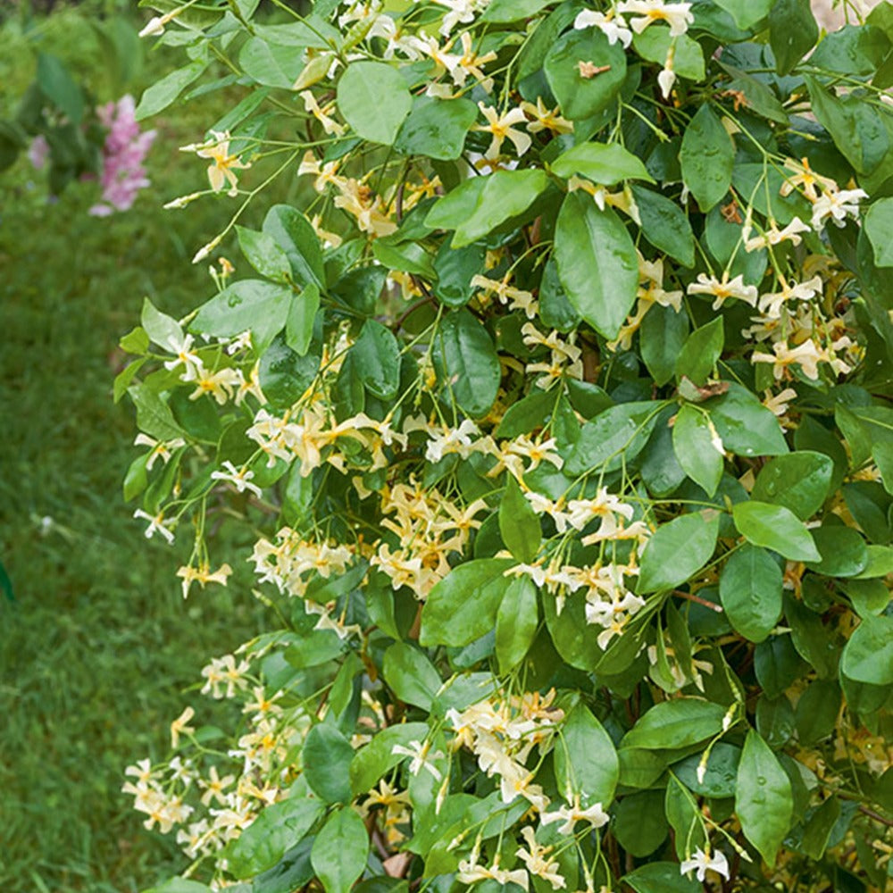 Jasmin Star Of Toscane