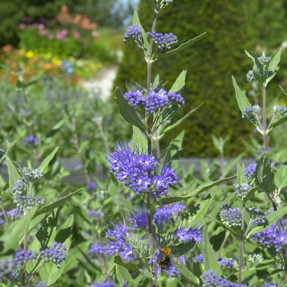 Caryopteris Heavenly Blue - Caryopteris clandonensis heavenly blue