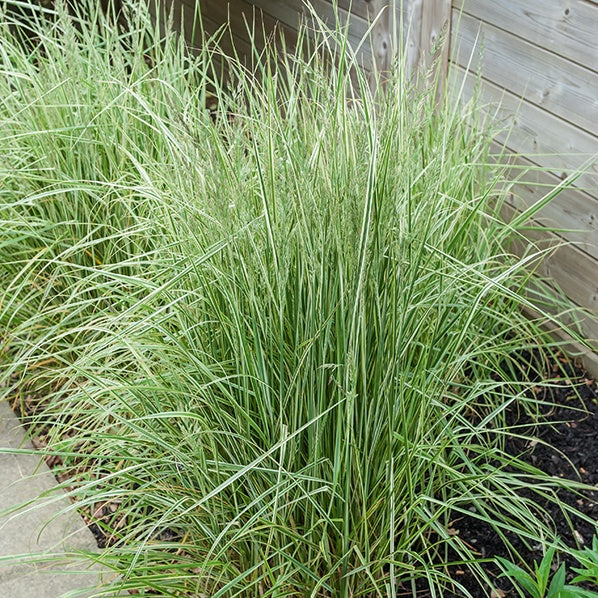 Calamagrostide panachée Overdam - Calamagrostis acutiflora overdam