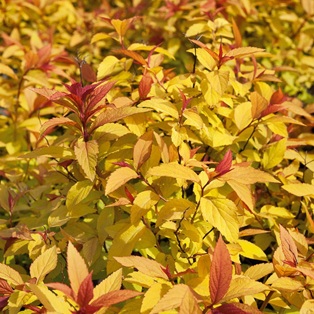 Spirée du Japon Goldflame - Spiraea japonica goldflame