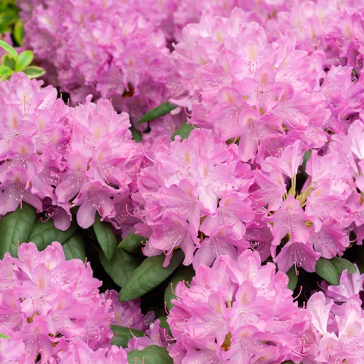 floraison du rhododendron Rhododendron Roseum Elegans floraison rose facile