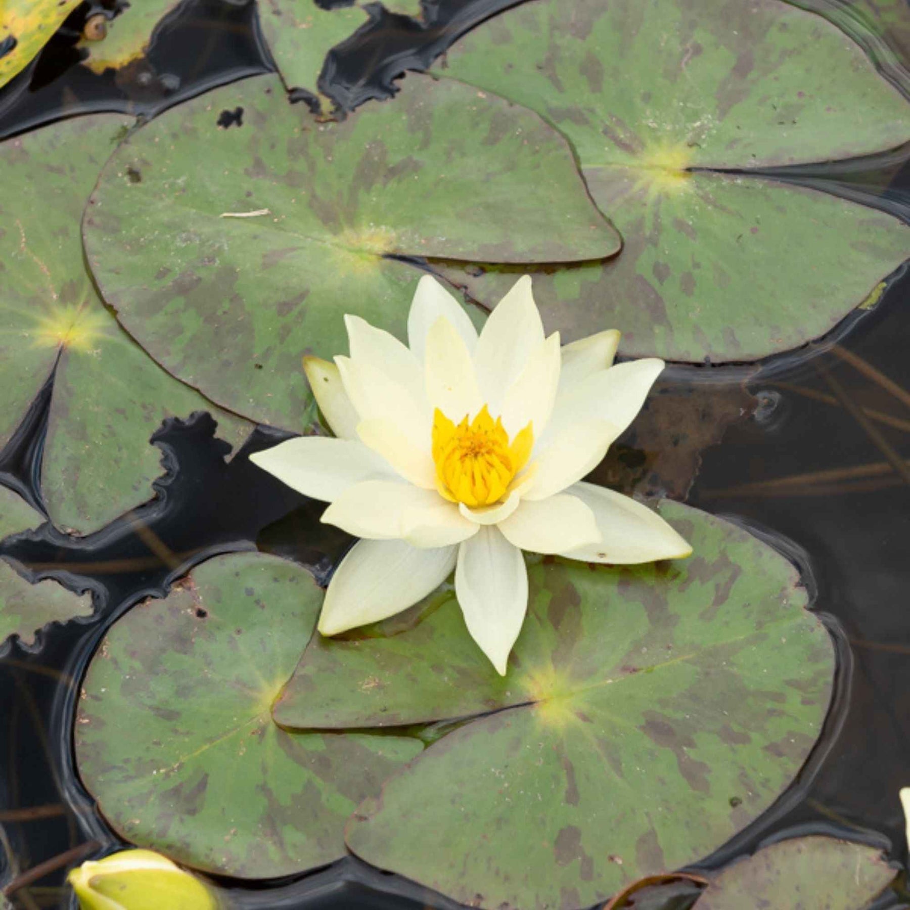 Nénuphar nain Helvola - Nymphaea pygmaea helvola - Plantes