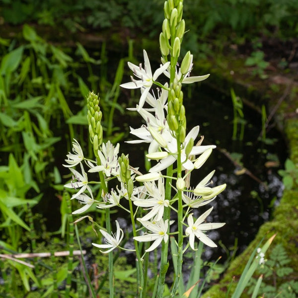 3 Camassies de Leichtlin à fleurs blanches - Camassia 'leichtlinii'