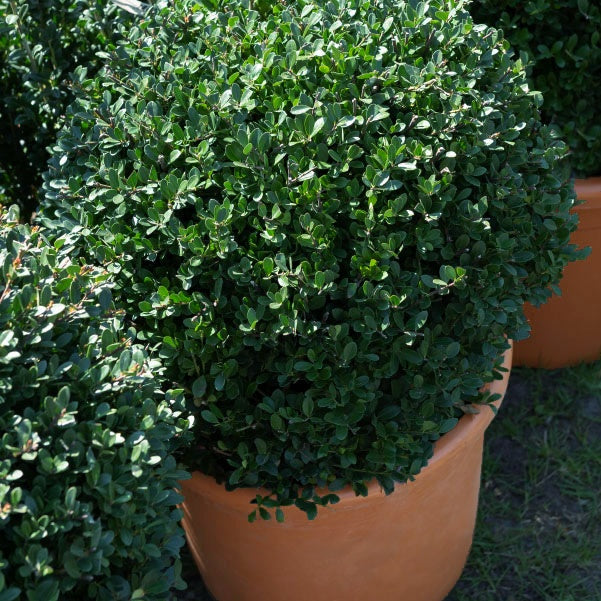 Houx crénelé boule Dark Green® - Ilex crenata dark green - Houx