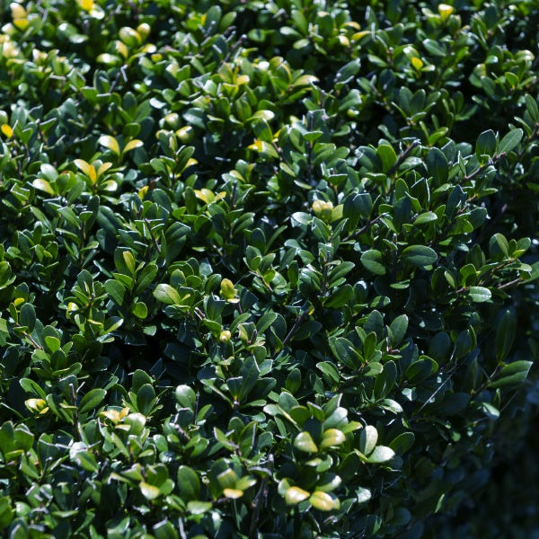 Houx crénelé Dark Green® - Ilex crenata Dark Green - Houx japonais - Willemse