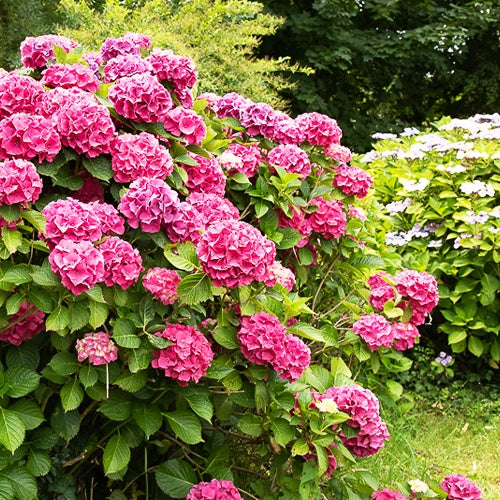 Hortensia rose - Hydrangea macrophylla - Willemse