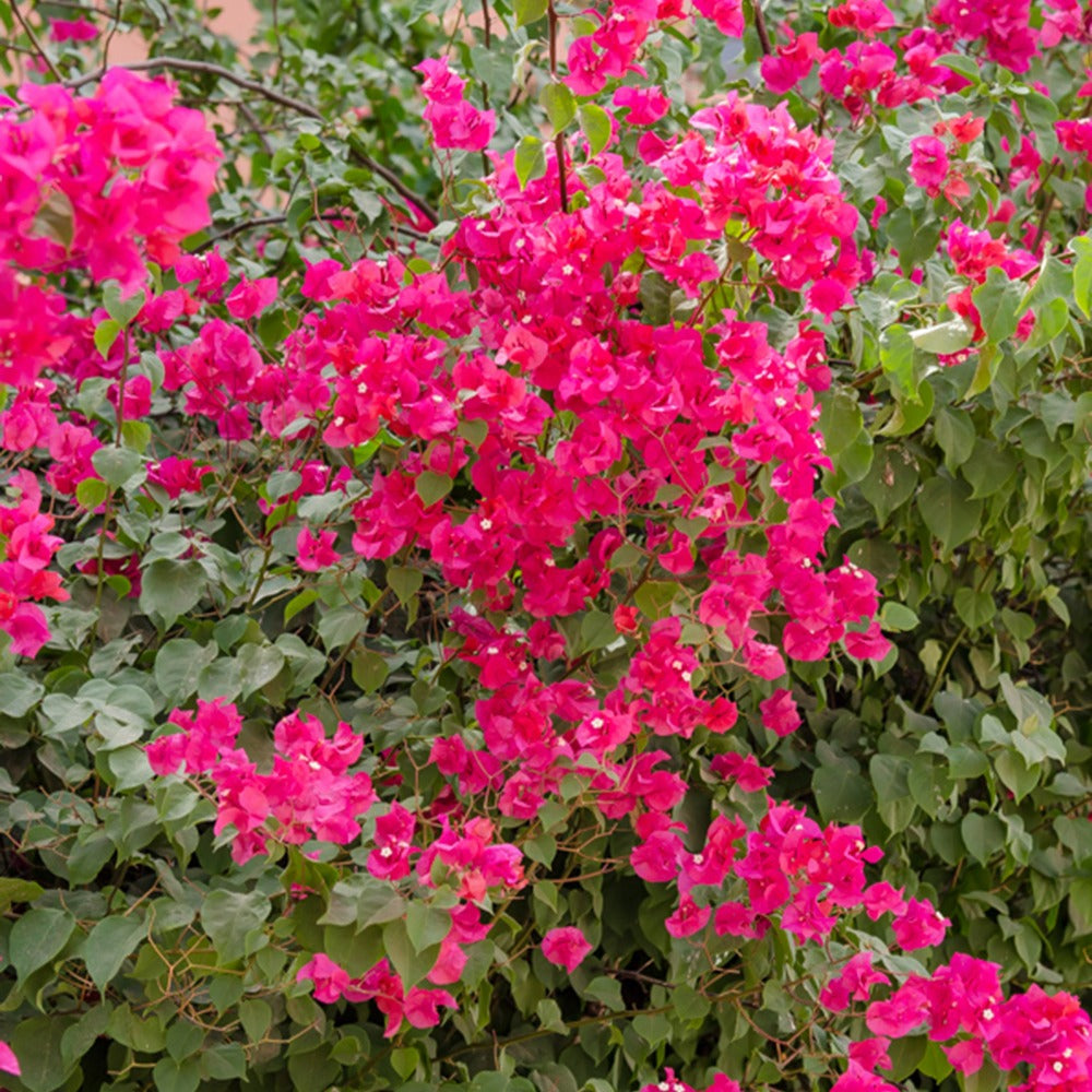 Bougainvillier Rose - Bougainvillea pink