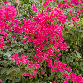Bougainvillier Rose - Bougainvillea pink