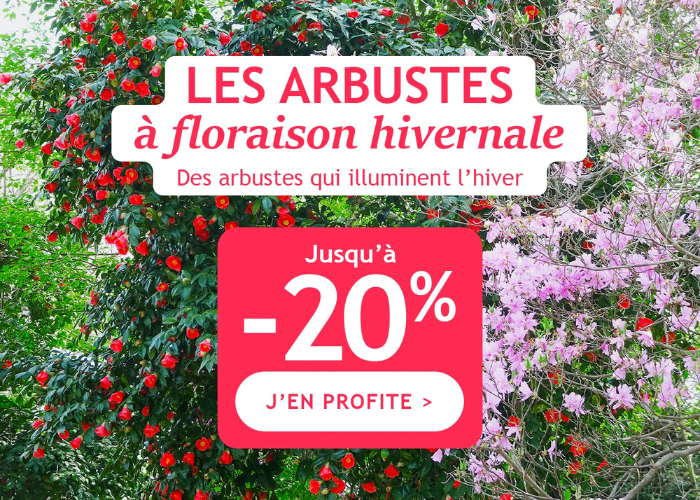 Les arbustes à floraison hivernales jusqu' -20%