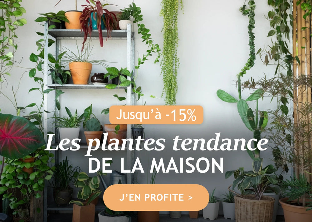 Les plantes tendances de la maison : jusqu’à -15% de remise