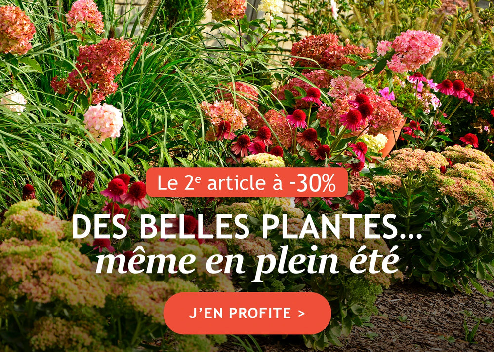 Le 2ème article à -30% : de belles plantes même en plein été !
