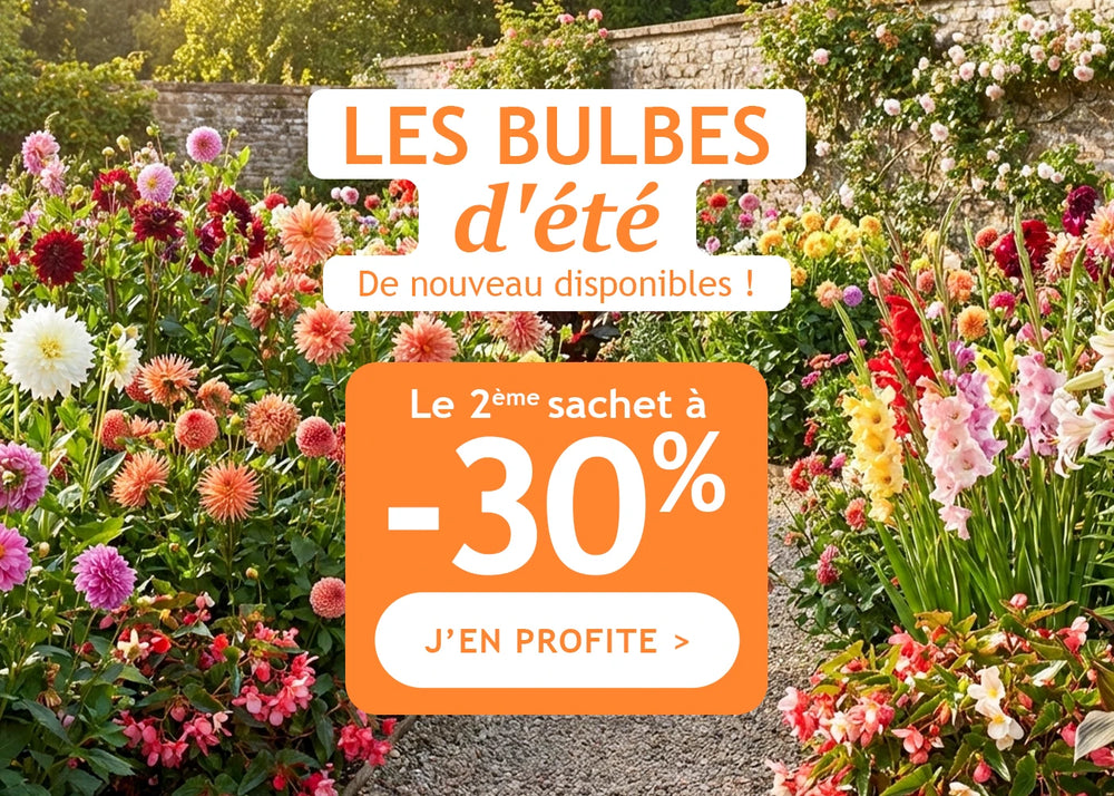 Bulbes d'été: 1 acheté, le 2ème à -30% !