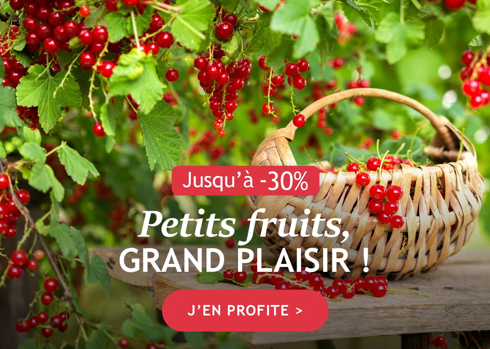 Petits fruits, grand plaisir : jusqu'à -30% !