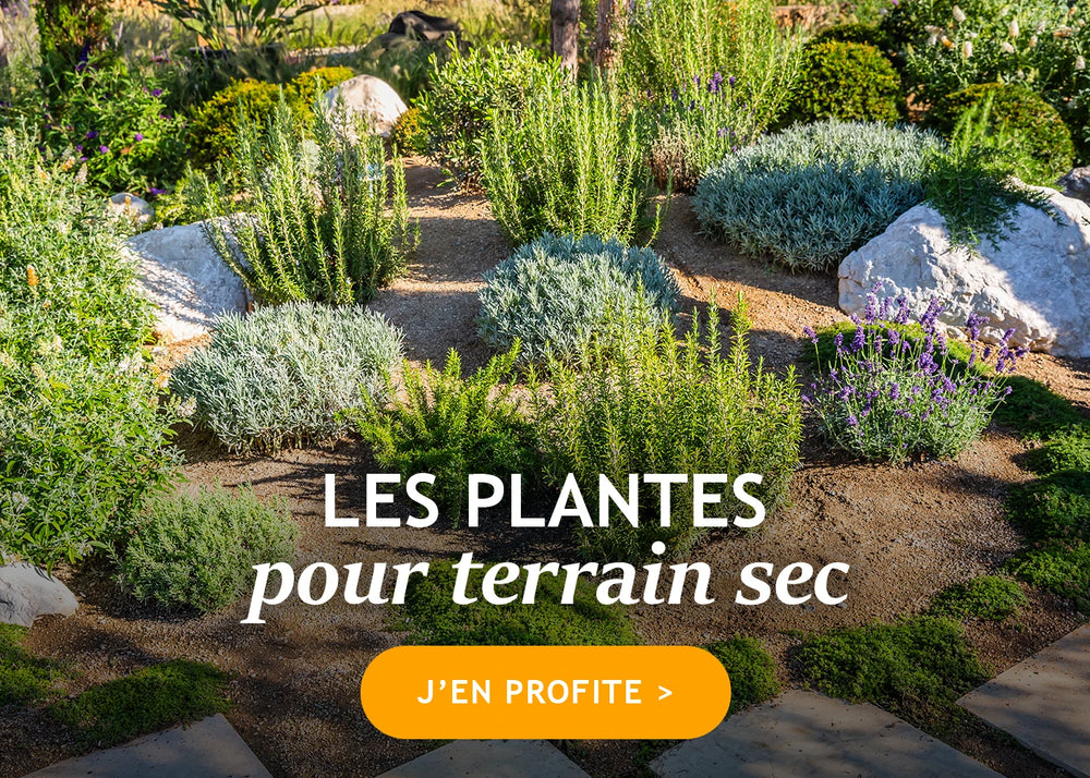 Notre sélection spéciale plantes pour sol sec !